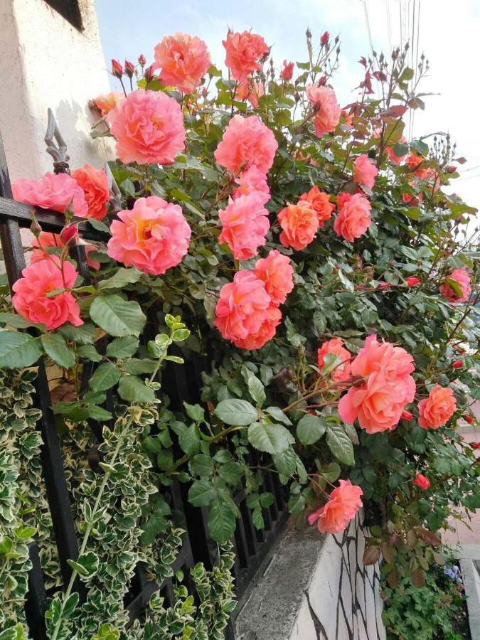 Family Hotel Dalia Velingrad Bagian luar foto